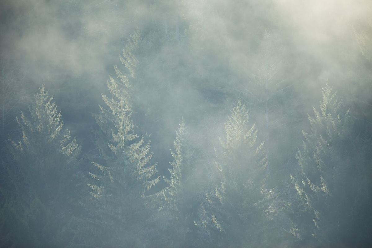 Morning Mist at Prairie Creek Redwoods State Park, California by Paul Zaretsky Photography