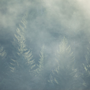 Morning Mist at Prairie Creek Redwoods State Park, California by Paul Zaretsky Photography