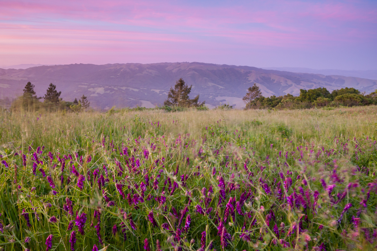 Wild Vetch and the Pajaro Hills, Star Creek Ranch, Watsonville, California