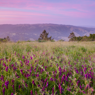 Wild Vetch and the Pajaro Hills, Star Creek Ranch, Watsonville, California