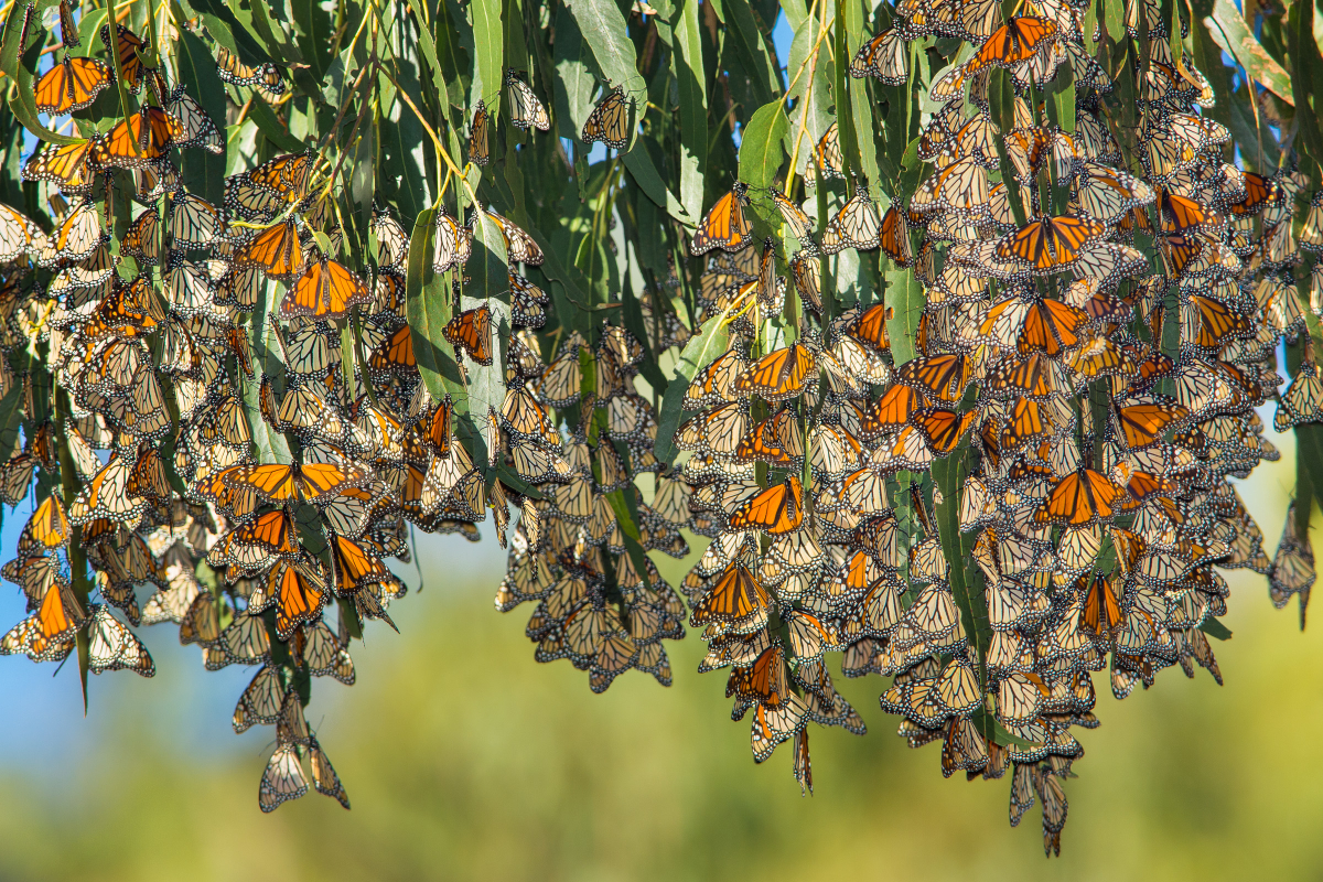 Clustering Monarch Butterflies Natural Bridges State Park Santa