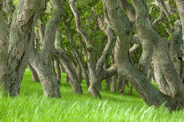 Oak Grove at Porter Ranch - Paul Zaretsky Photography