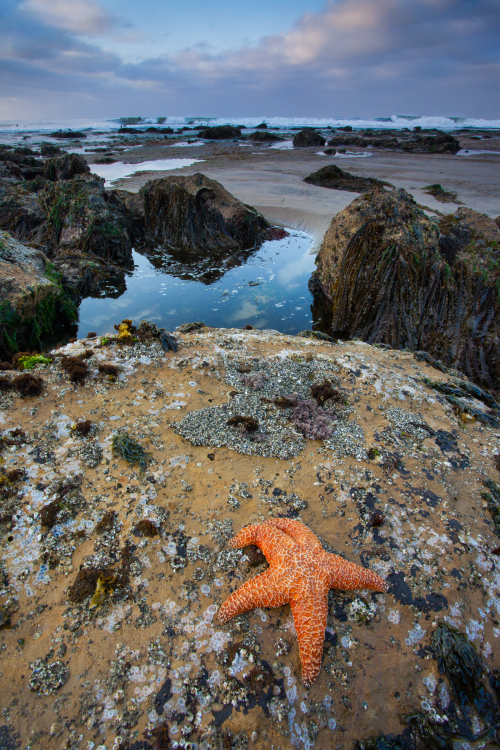 Tidepools at Four Mile Beach, Santa Cruz, California