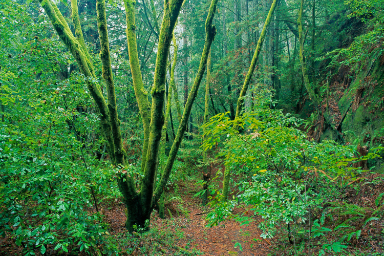 Moss Covered Maples, Nisene Marks State Park, California