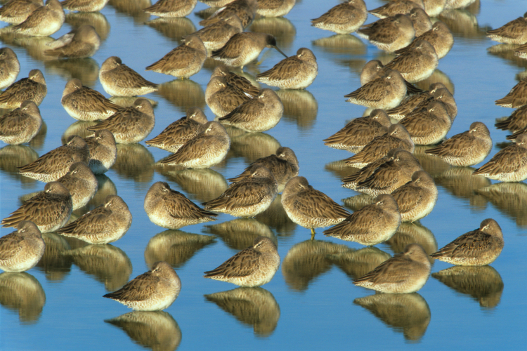 Dowitcher Gathering, Moro Cojo Slough, Moss Landing, California