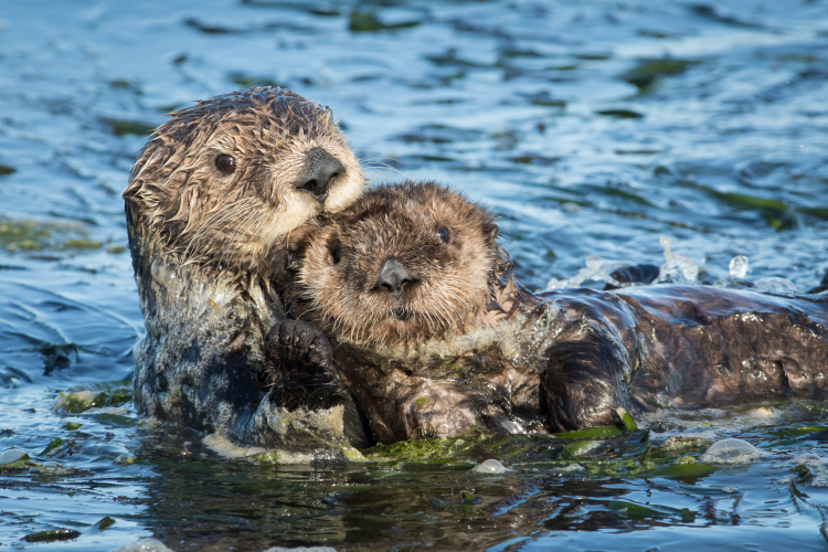 Sea Otter with Pup, Elkhorn Slough, Moss Landing, California - Paul ...